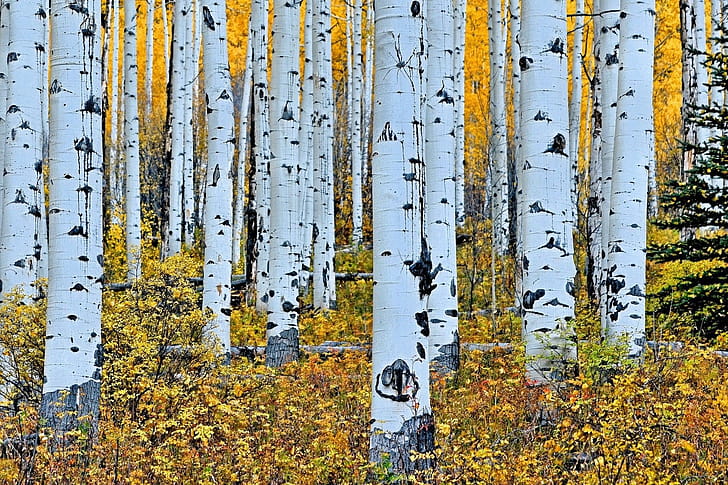 Aspen Tree,  collection, Tree , Rustic charm wallpaper