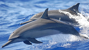 Spinner, Dolphins wallpaper
