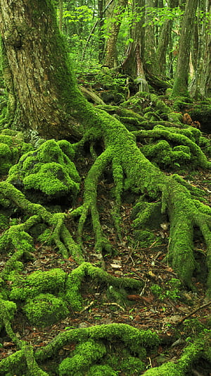 Trunk, Amazon Rain Forest phone wallpaper