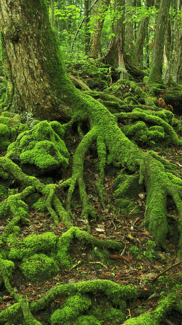 Trunk, Amazon Rain Forest phone wallpaper