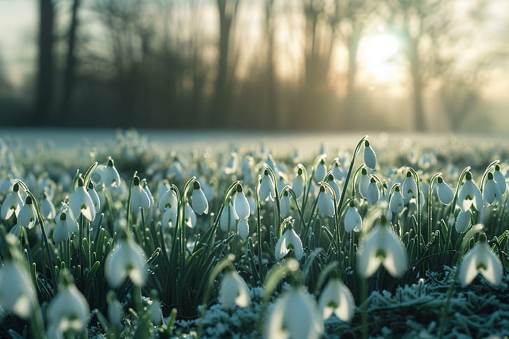 flower wallpaper