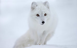 Arctic Fox, wallpaper