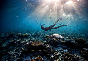 Turtle, diving wallpaper