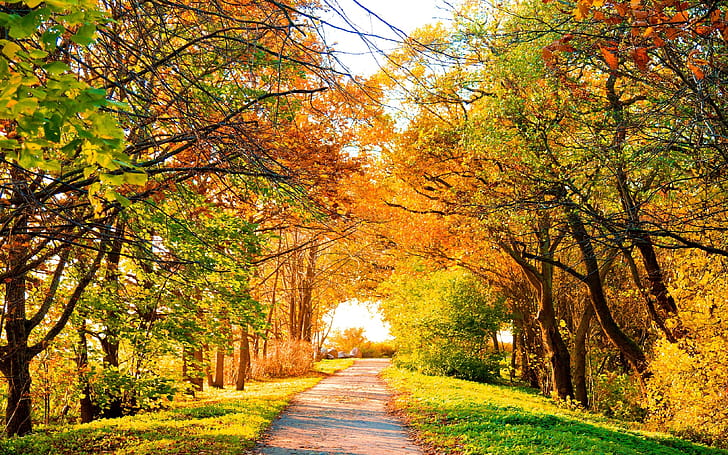 Path,  , Fall, Tree wallpaper