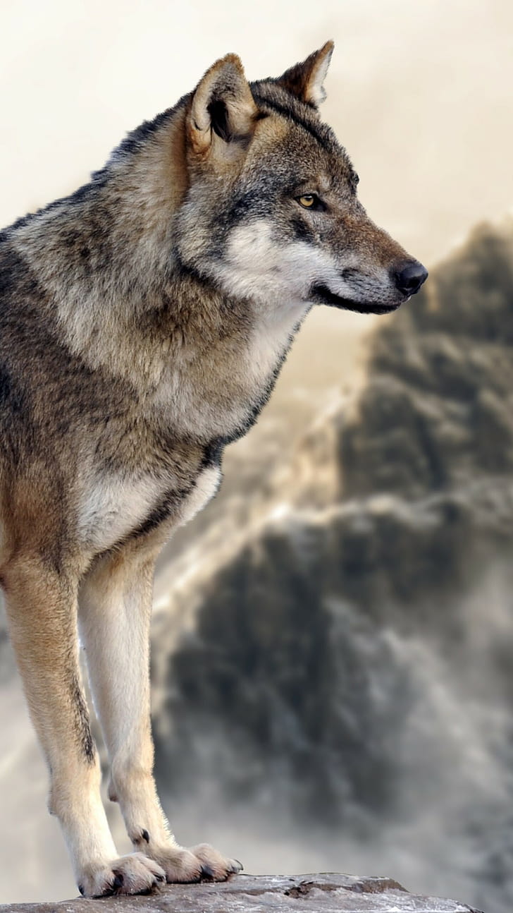 Gray wolf, Wolves phone wallpaper