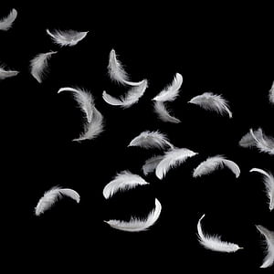 Feather in space, Zero gravity experiment, Intriguing scientific phenomenon, Physics demonstration phone wallpaper