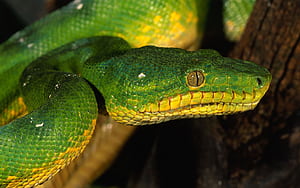 Best snake , Mac ,   , Impressive collection wallpaper
