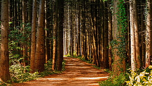 Forest path, Pine Trees wallpaper