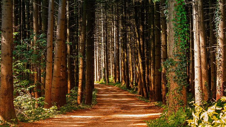 Forest path, Pine Trees wallpaper