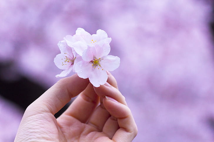 flower wallpaper