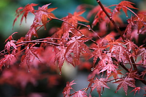 Maple Leafs Water Drops, leaf, graphy wallpaper