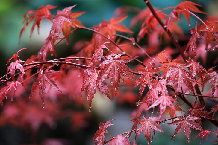 Maple Leafs Water Drops, leaf, graphy wallpaper
