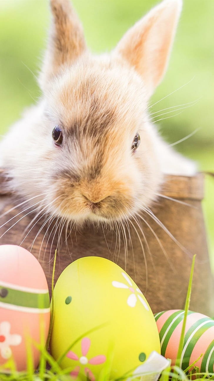 Bunny and eggs, Easter phone wallpaper