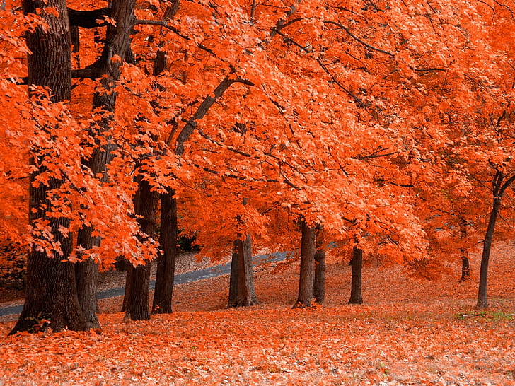 Red maple trees forest, Landscape, Fall, wallpaper
