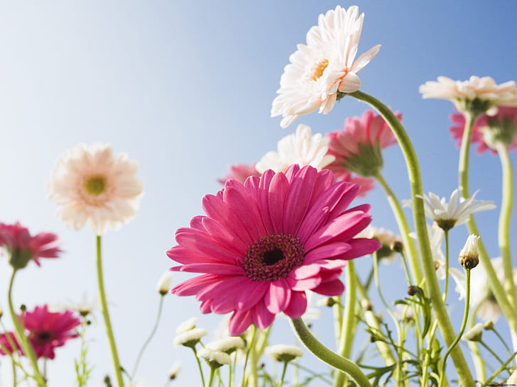 Gerbera wallpaper