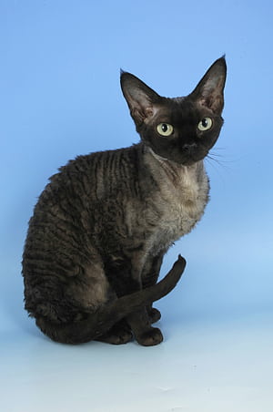 Blue smoke, Devon Rex phone wallpaper