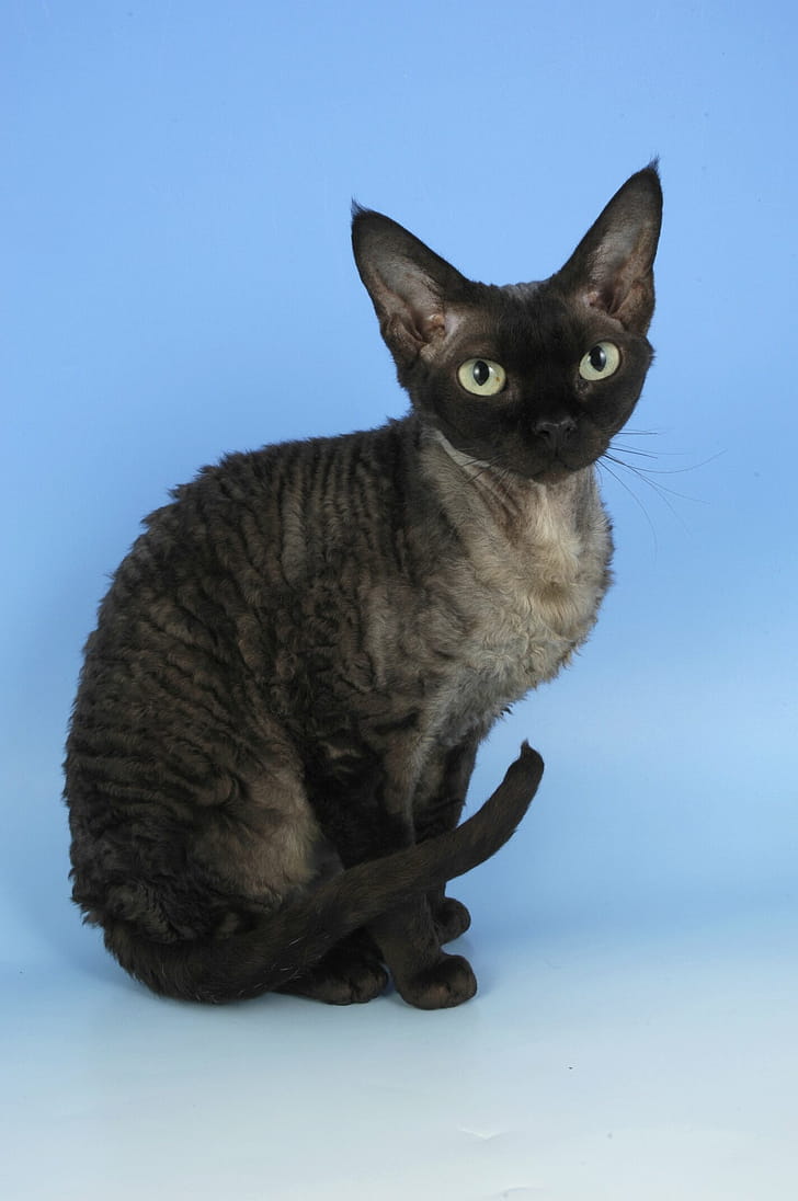 Blue smoke, Devon Rex phone wallpaper