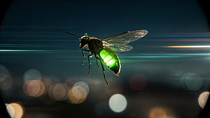 Emerald Glow Firefly —, Firefly (bug) wallpaper