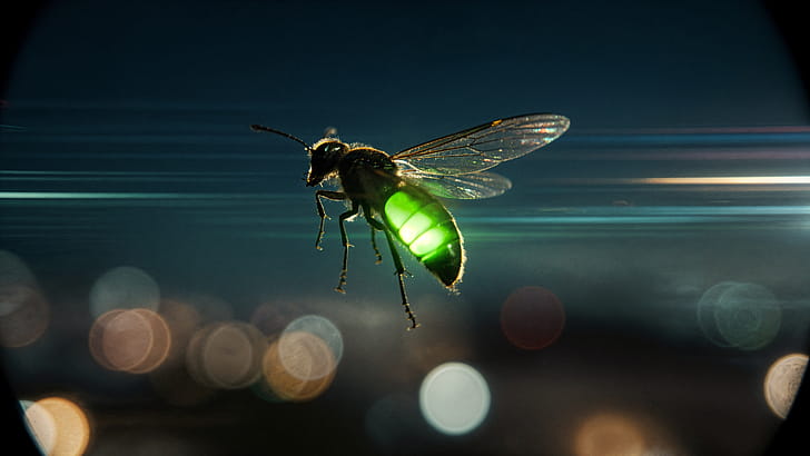 Emerald Glow Firefly —, Firefly (bug) wallpaper