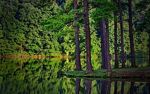 Pine Tree, Backgrounds wallpaper
