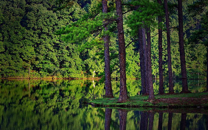 Pine Tree, Backgrounds wallpaper