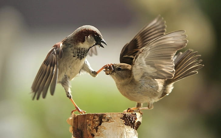 Sparrow ,  backgrounds, wallpaper