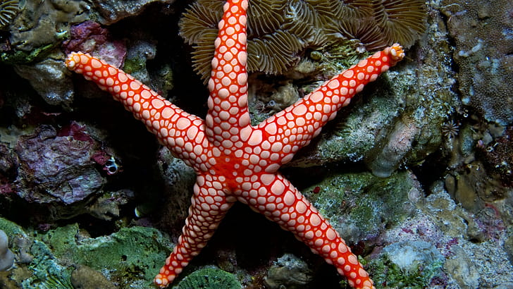 Reef, Starfish wallpaper