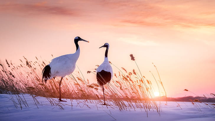 Crane bird , Android , iPhone , Bird background wallpaper
