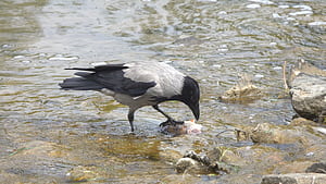 Corvus cornix, Crows wallpaper