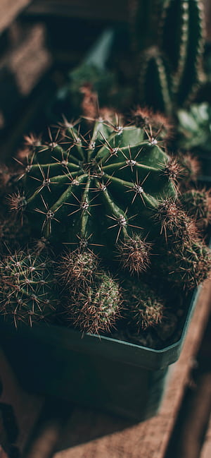 Easter lily, Cactus phone wallpaper