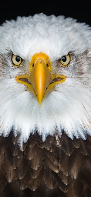 Eagle, Birds phone wallpaper