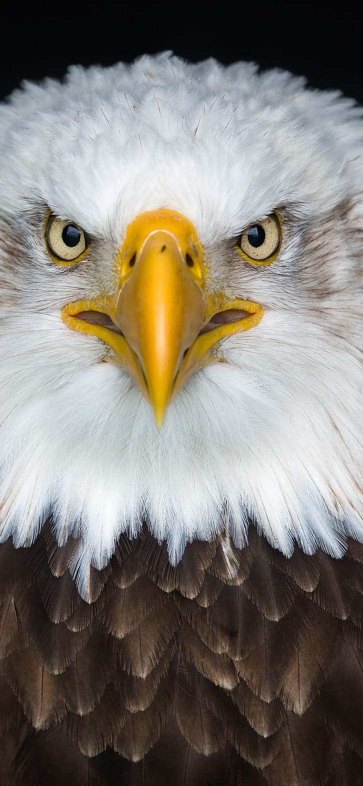 Eagle, Birds phone wallpaper