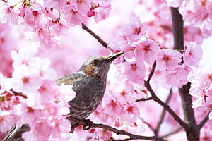 bird wallpaper
