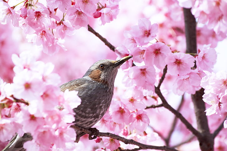 bird wallpaper