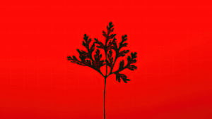 Black Leaf Red Background , leaf, red, graphy wallpaper