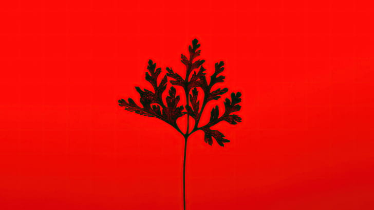 Black Leaf Red Background , leaf, red, graphy wallpaper