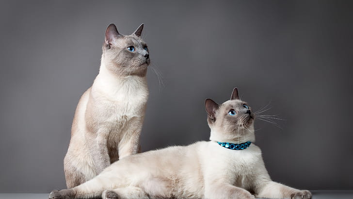 Couple, Birman wallpaper