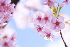 flower wallpaper