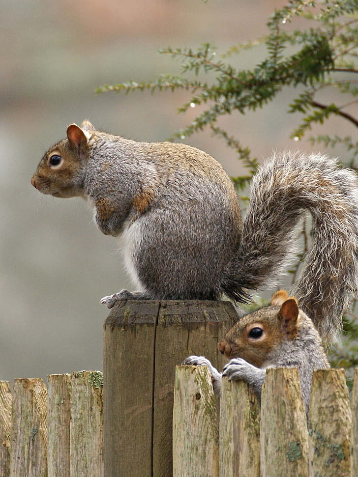 squirrel , Cute squirrel background phone wallpaper