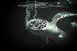 Black turtle ,  backgrounds wallpaper