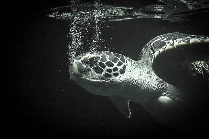 Black turtle ,  backgrounds wallpaper