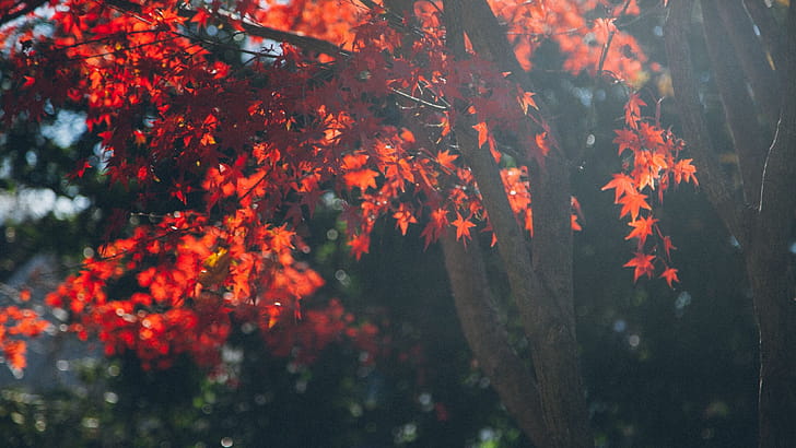 Maple tree leafs,  resolution, , High-quality wallpaper
