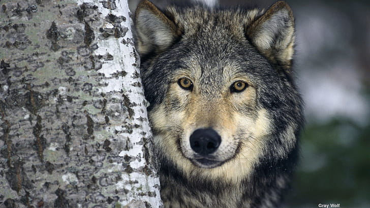 Gray Wolf, , Background wallpaper