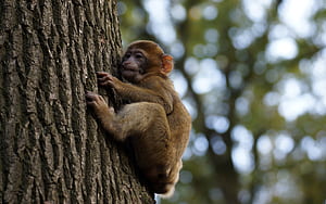 Tree monkey baby,   backgrounds, Monkey wallpaper