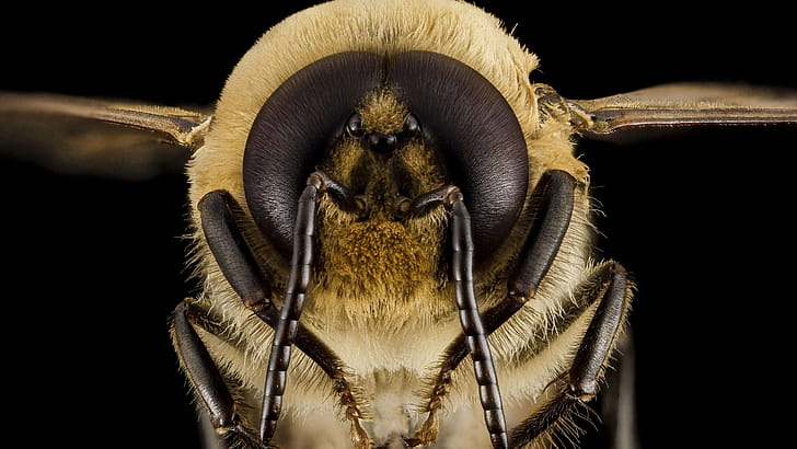 Queen, Bees wallpaper