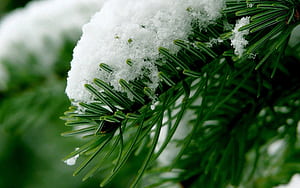 Pine Tree, wallpaper