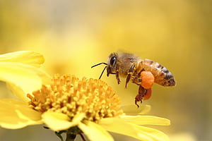 Pollen baskets, Bees wallpaper