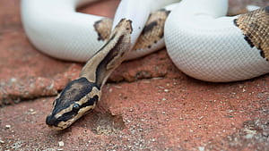 Python snake , High definition, Vibrant serpent, Stunning reptile wallpaper