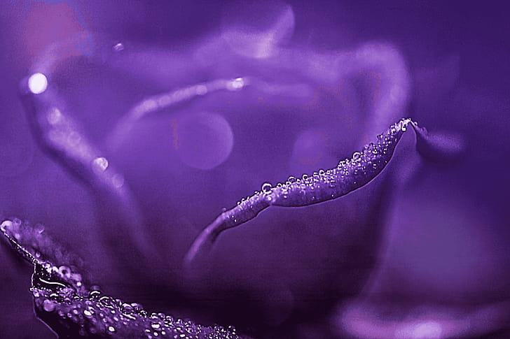flower, macro wallpaper