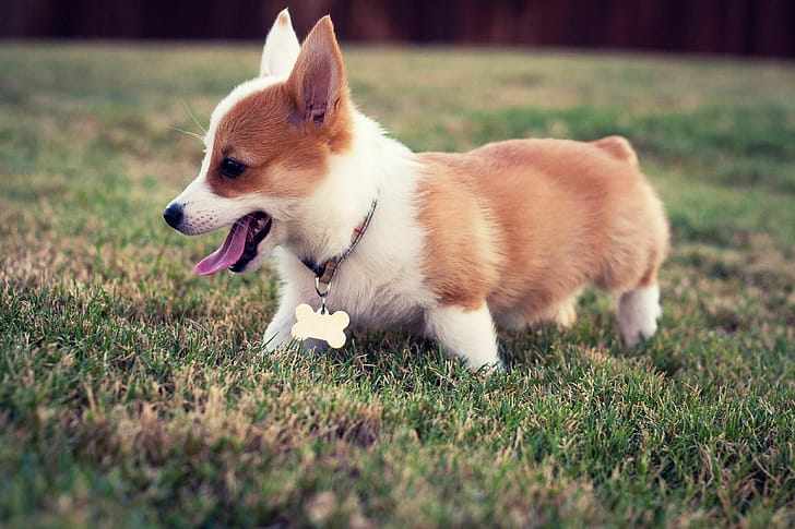 Corgi, Beautiful wallpaper